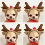 Fruit Dog Hoodie Winter Warm Fleece Coat