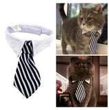 Pet Bow Tie Cartoon Print