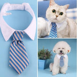 Pet Bow Tie Cartoon Print