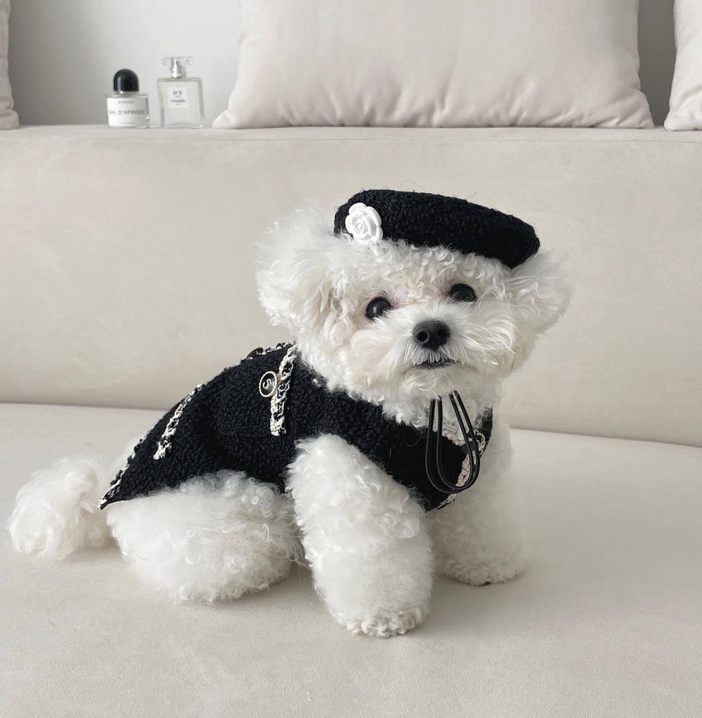 Pet Knitted Hat