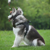 Pet Leather Autumn Winter Headwear
