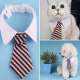 Pet Bow Tie Cartoon Print
