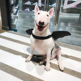 Dog Bat Wings